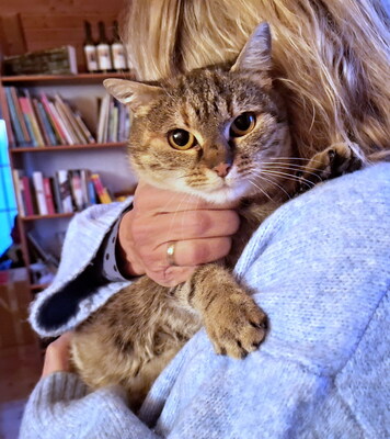 SALLY - verschmust, neugierig, lebhaft, verspielt, hundeverträglich, anfangs möglicherweise ängstlich, Mischling - Betreuungsplatz Burgenland - Katze