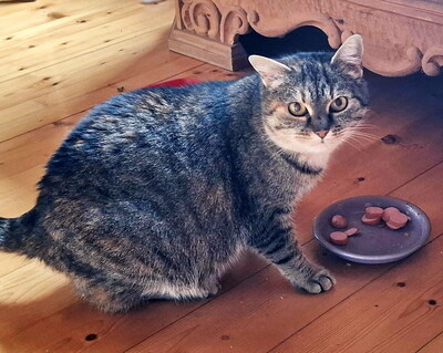 SALLY - verschmust, neugierig, lebhaft, verspielt, hundeverträglich, anfangs möglicherweise ängstlich, Mischling - Betreuungsplatz Burgenland - Katze