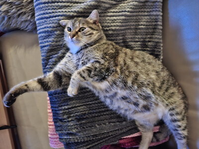 SALLY - verschmust, neugierig, lebhaft, verspielt, hundeverträglich, anfangs möglicherweise ängstlich, Mischling - Betreuungsplatz Burgenland - Katze