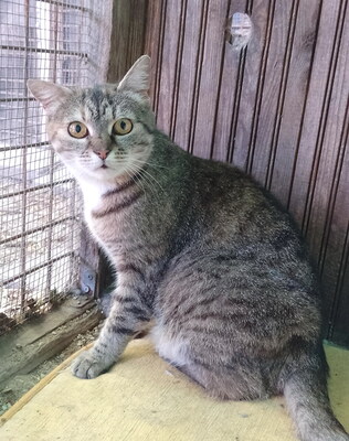 SALLY - verschmust, neugierig, lebhaft, verspielt, hundeverträglich, anfangs möglicherweise ängstlich, Mischling - Katze