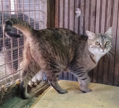 SALLY - verschmust, neugierig, lebhaft, verspielt, hundeverträglich, anfangs möglicherweise ängstlich, Mischling - Katze