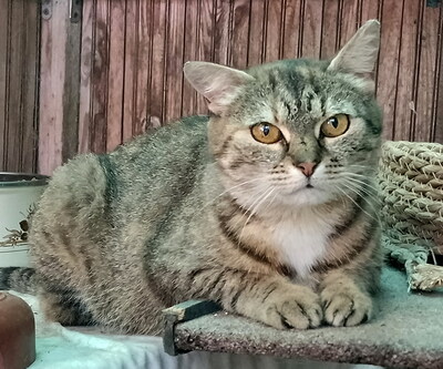 SALLY - verschmust, neugierig, lebhaft, verspielt, hundeverträglich, anfangs möglicherweise ängstlich, Mischling - Katze