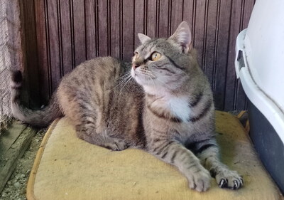 SALLY - verschmust, neugierig, lebhaft, verspielt, hundeverträglich, anfangs möglicherweise ängstlich, Mischling - Katze