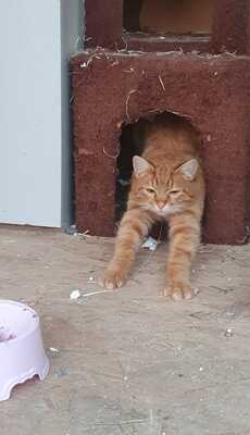 SAMBO - rot, groß, freundlich und immer hungrig, Gewöhnliche Katze Jungtier - Kater