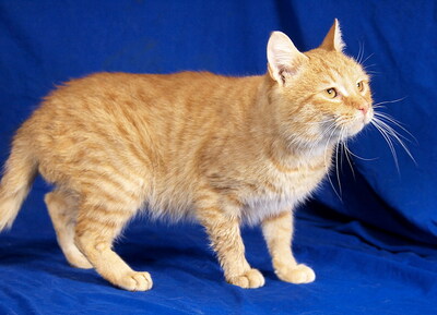 SAMMY - R E S E R V I E R T !!!!! sehr lieb und fröhlich, verschmust, neugierig, verspielt, Mischling - Kater