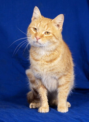 SAMMY - sehr lieb und fröhlich, verschmust, neugierig, verspielt, Mischling - Kater