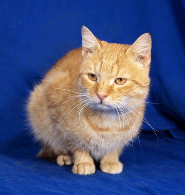 SAMMY - sehr lieb und fröhlich, verschmust, neugierig, verspielt, Mischling - Kater