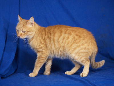 SAMMY - sehr lieb und fröhlich, verschmust, neugierig, verspielt, Mischling - Kater