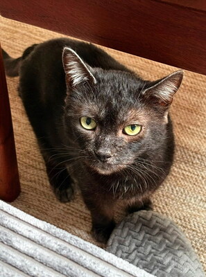 SANDY - NOTFALL!!! SPENDENAUFRUF!!!!! freundlich, verschmust, neugierig, verspielt, zuerst scheu, Mischling (Video auf HP) - Betreuungsplatz Wien - Katze