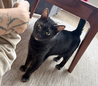 SANDY - NOTFALL!!! SPENDENAUFRUF!!!!! freundlich, verschmust, neugierig, verspielt, zuerst scheu, Mischling (Video auf HP) - Betreuungsplatz Wien - Katze