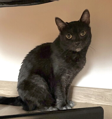 SANDY - NOTFALL!!! SPENDENAUFRUF!!!!! freundlich, verschmust, neugierig, verspielt, zuerst scheu, Mischling (Video auf HP) - Betreuungsplatz Wien - Katze