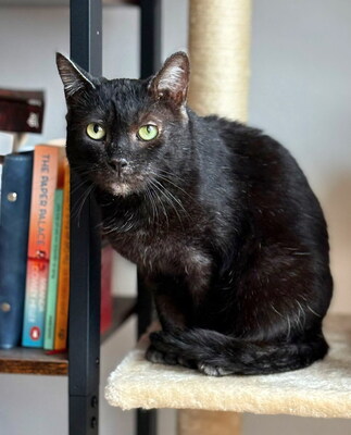 SANDY - NOTFALL!!! SPENDENAUFRUF!!!!! freundlich, verschmust, neugierig, verspielt, zuerst scheu, Mischling (Video auf HP) - Betreuungsplatz Wien - Katze