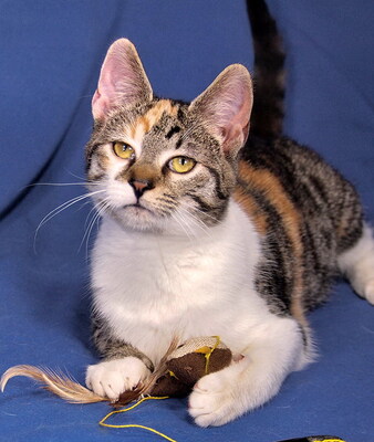 SASHA - R E S E R V I E R T !!!!! aufgeschlossen und liebenswürdig, verspielt, lebhaft, verschmust, neugierig, hundeverträglich, Mischling - Katze