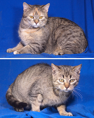 SHAKIRA & SISSY - freundlich, neugierig, verschmust, verspielt, hundeverträglich, anfangs ängstlich