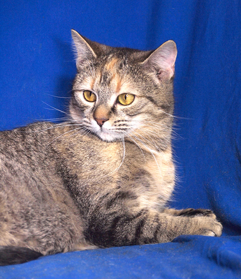 SHAKIRA & SISSY - freundlich, neugierig, verschmust, verspielt, hundeverträglich, anfangs ängstlich, Mischling - Katze