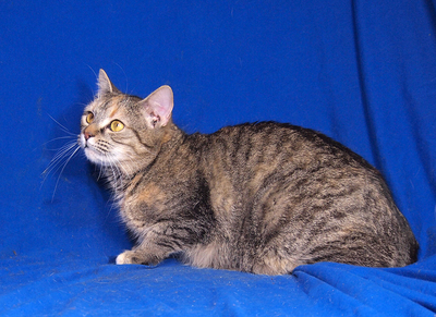 SHAKIRA & SISSY - freundlich, neugierig, verschmust, verspielt, hundeverträglich, anfangs ängstlich, Mischling - Katze