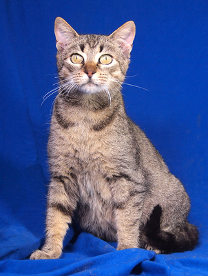 SHAKIRA & SISSY - freundlich, neugierig, verschmust, verspielt, hundeverträglich, anfangs ängstlich, Mischling - Katze