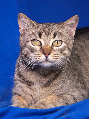 SHAKIRA & SISSY - freundlich, neugierig, verschmust, verspielt, hundeverträglich, anfangs ängstlich, Mischling - Katze