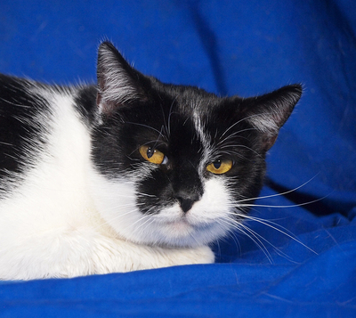 SIMONA - freundlich und gutmütig, verschmust, lebhaft, neugierig, hundeverträglich