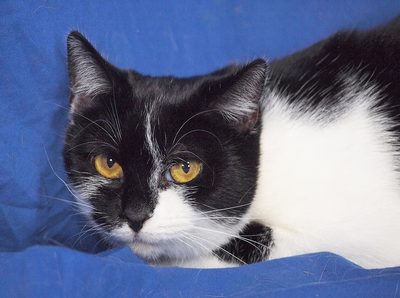 SIMONA - freundlich und gutmütig, verschmust, lebhaft, neugierig, hundeverträglich, Mischling - Katze