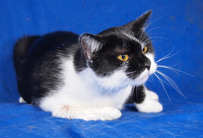 SIMONA - freundlich und gutmütig, verschmust, lebhaft, neugierig, hundeverträglich, Mischling - Katze