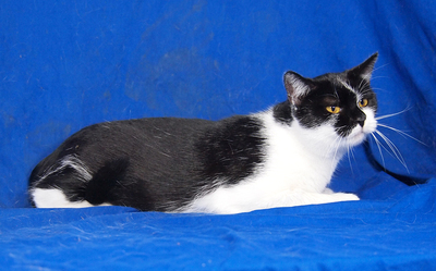 SIMONA - freundlich und gutmütig, verschmust, lebhaft, neugierig, hundeverträglich, Mischling - Katze