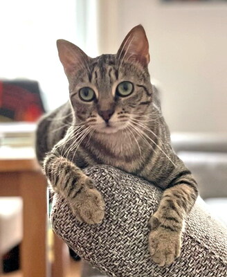 SINDY - verschmust, anhänglich, sehr lebhaft, verspielt, neugierig, Mischling (Video auf HP) - Betreuungsplatz Wien - Katze