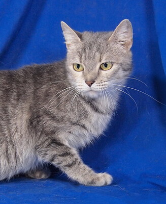 SISSY - R E S E R V I E R T !!!!! sehr lieb und anhänglich, verspielt, interessiert, hundeverträglich, Mischling - Katze