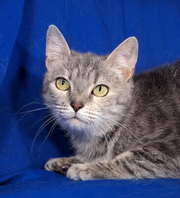 SISSY - R E S E R V I E R T !!!!! sehr lieb und anhänglich, verspielt, interessiert, hundeverträglich, Mischling - Katze