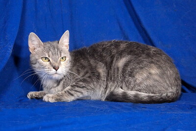 SISSY - R E S E R V I E R T !!!!! sehr lieb und anhänglich, verspielt, interessiert, hundeverträglich, Mischling - Katze