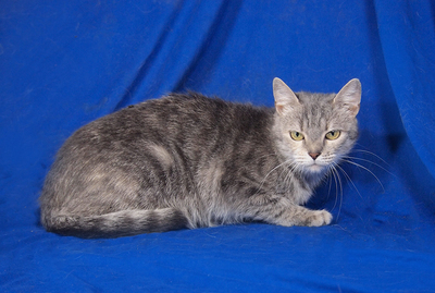 SISSY - R E S E R V I E R T !!!!! sehr lieb und anhänglich, verspielt, interessiert, hundeverträglich, Mischling - Katze