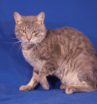 SMOKEY - R E S E R V I E R T !!!!! sehr freundlich und aufgeschlossen, verschmust, lebhaft, verspielt, hundeverträglich, Mischling - Kater