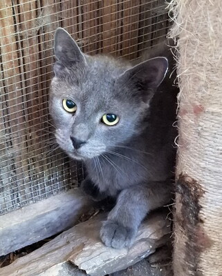 SMOKEY - sehr scheu und ängstlich, benötigt besondere Menschen, Mischling - Kater