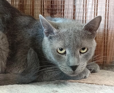 SMOKEY - sehr scheu und ängstlich, benötigt besondere Menschen, Mischling - Kater