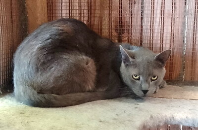 SMOKEY - sehr scheu und ängstlich, benötigt besondere Menschen, Mischling - Kater