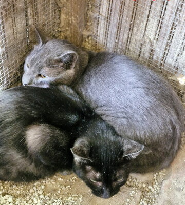 SMOKEY - sehr scheu und ängstlich, benötigt besondere Menschen, Mischling - Kater