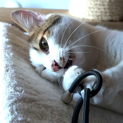 SOS - Kater Piff und Spooky suchen ein neues Körbchen, EKH - Kater