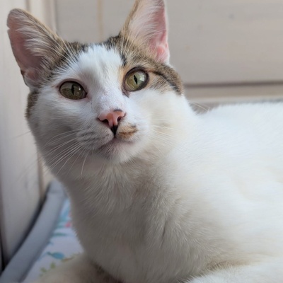 SOS - Kater Piff und Spooky warten sehnsüchtig auf Dich, EKH - Kater