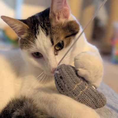 SOS - Kater Piff und Spooky warten sehnsüchtig auf Dich, EKH - Kater