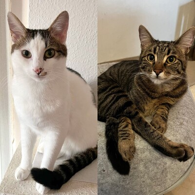 SOS - Kater Piff und Spooky warten sehnsüchtig auf Dich, EKH - Kater
