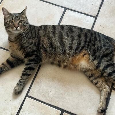 SOS - Kater Piff und Spooky warten sehnsüchtig auf Dich, EKH - Kater