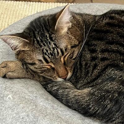 SOS - Kater Piff und Spooky warten sehnsüchtig auf Dich, EKH - Kater