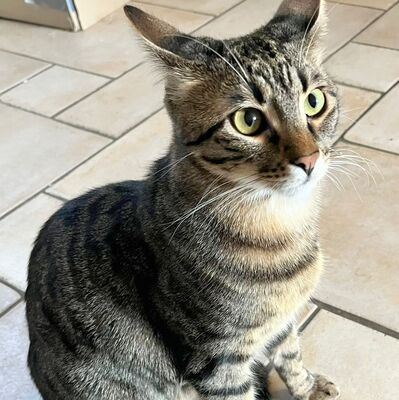 SOS - Kater Piff und Spooky warten sehnsüchtig auf Dich, EKH - Kater