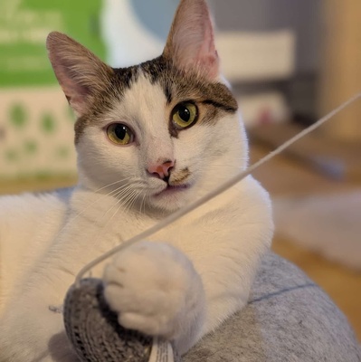 SOS - Kater Piff und Spooky warten sehnsüchtig auf Dich, EKH - Kater