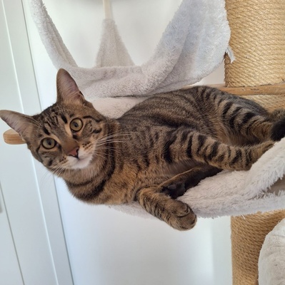 SOS - Kater Piff und Spooky warten sehnsüchtig auf Dich, EKH - Kater