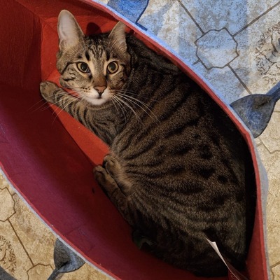 SOS - Kater Piff und Spooky warten sehnsüchtig auf Dich, EKH - Kater