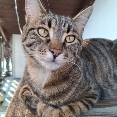 SOS - Kater Piff und Spooky warten sehnsüchtig auf Dich, EKH - Kater