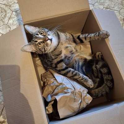 SOS - Kater Piff und Spooky warten sehnsüchtig auf Dich, EKH - Kater