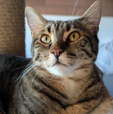 SOS - Kater Piff und Spooky warten sehnsüchtig auf Dich, EKH - Kater