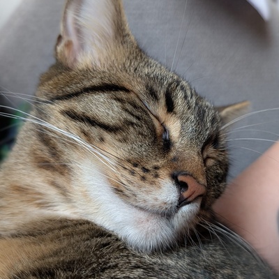 SOS - Kater Piff und Spooky warten sehnsüchtig auf Dich, EKH - Kater